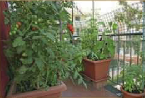 Tomatoes growing